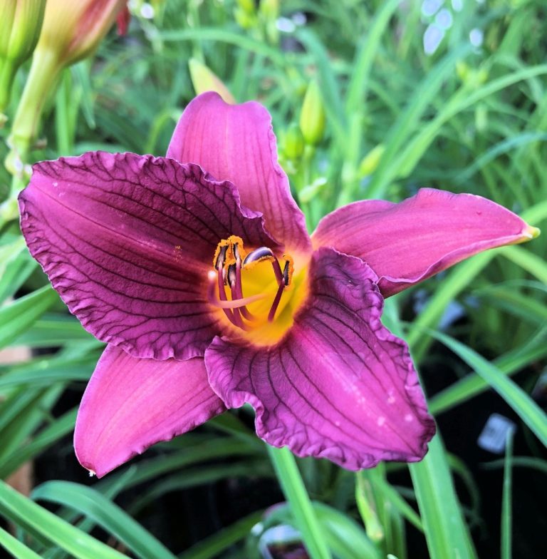 Buy Purple D Oro Daylily Plants Online Stadler Nurseries