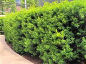 Buy Spreading Yew Plants Online | Stadler Nurseries