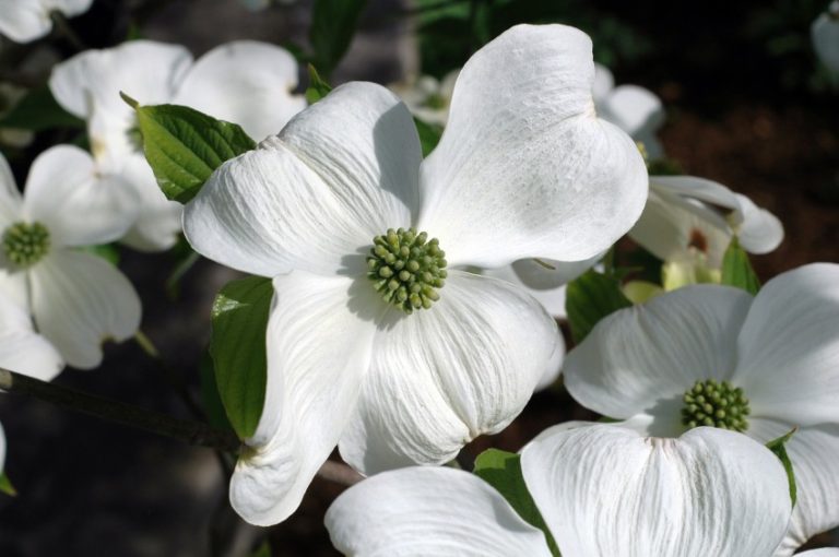 Buy Cherokee Princess Dogwood Trees | Stadler Nurseries