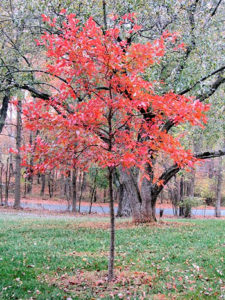 Buy Black Gum Trees Online | Stadler Nurseries