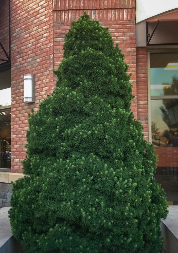 Buy Dwarf Alberta Spruce Trees Online | Stadler Nurseries