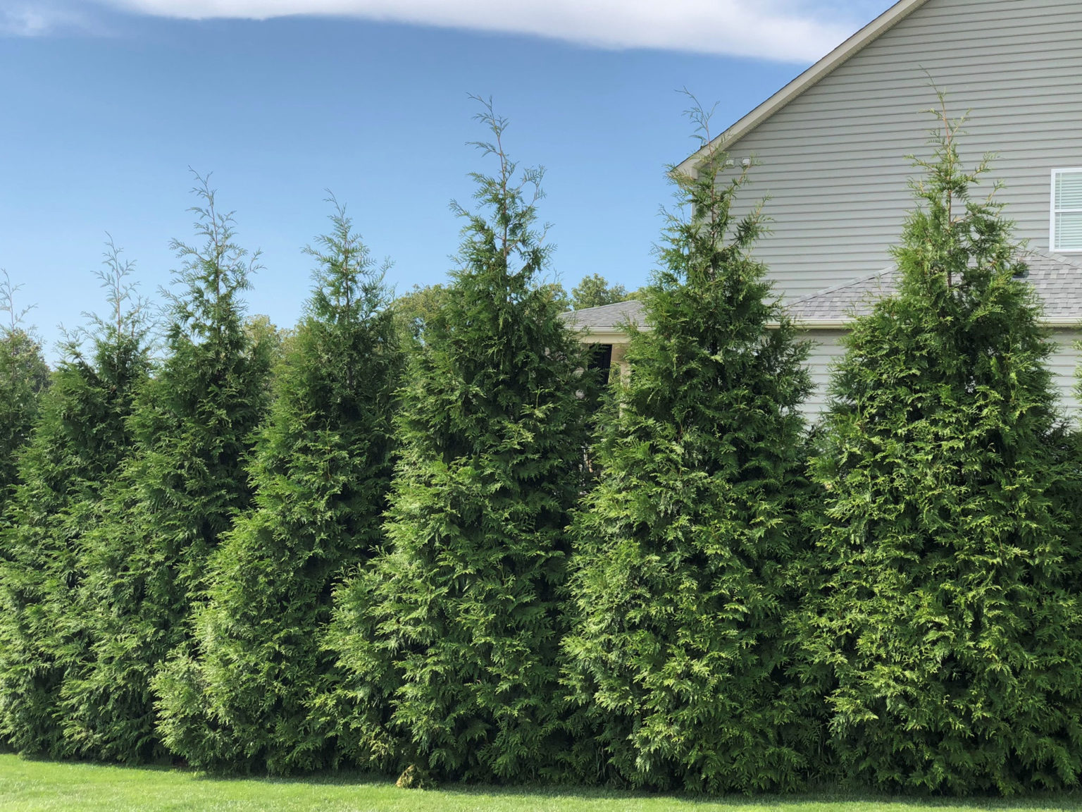 Buy Green Giant Arborvitae Trees Online | Stadler Nurseries