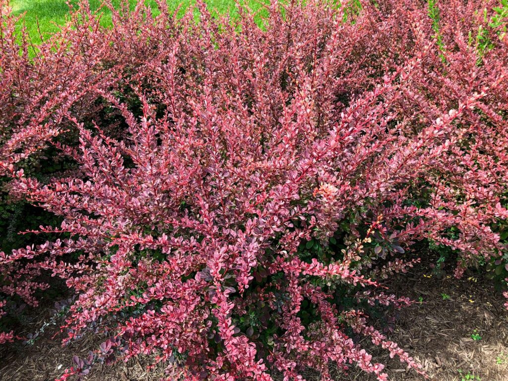 Buy Barberry Shrubs Online | Shop Stadler Nurseries