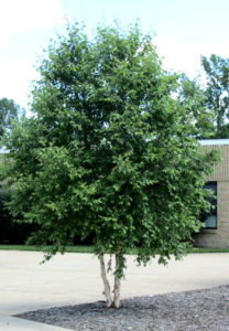 Buy Dura Heat® Birch Trees Online | Stadler Nurseries