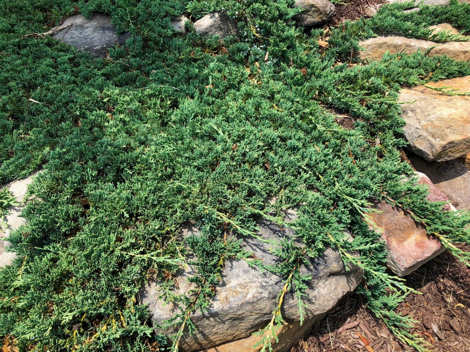 Buy Blue Rug Juniper Plants Online | Stadler Nurseries