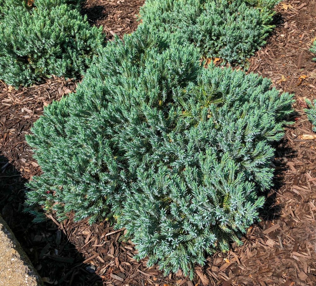 Buy Blue Star Juniper Plants Online | Stadler Nurseries