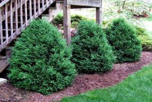 Buy Green Mountain Boxwood Plants | Stadler Nurseries