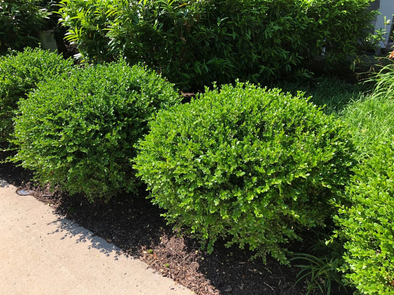 Buy Winter Gem Boxwood Plants Online | Stadler Nurseries