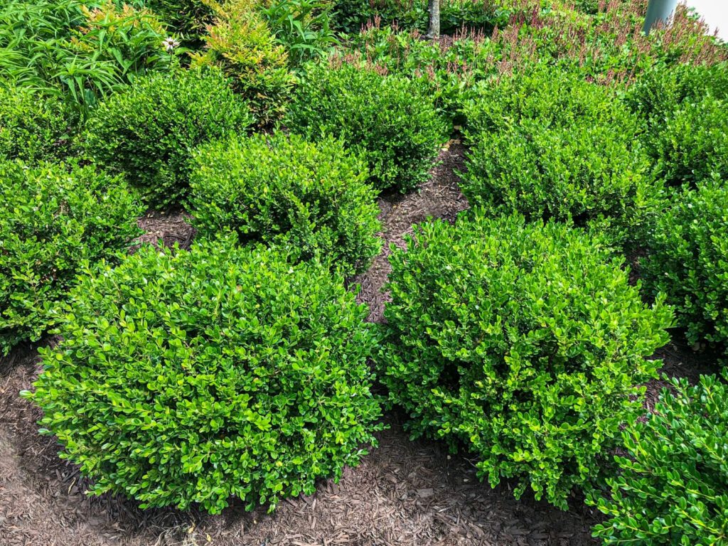 Buy Winter Gem Boxwood Plants Online | Stadler Nurseries