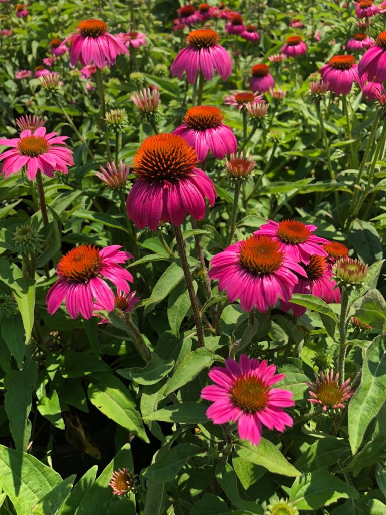 Buy Coneflower Plants | Echinacea | Stadler Nurseries