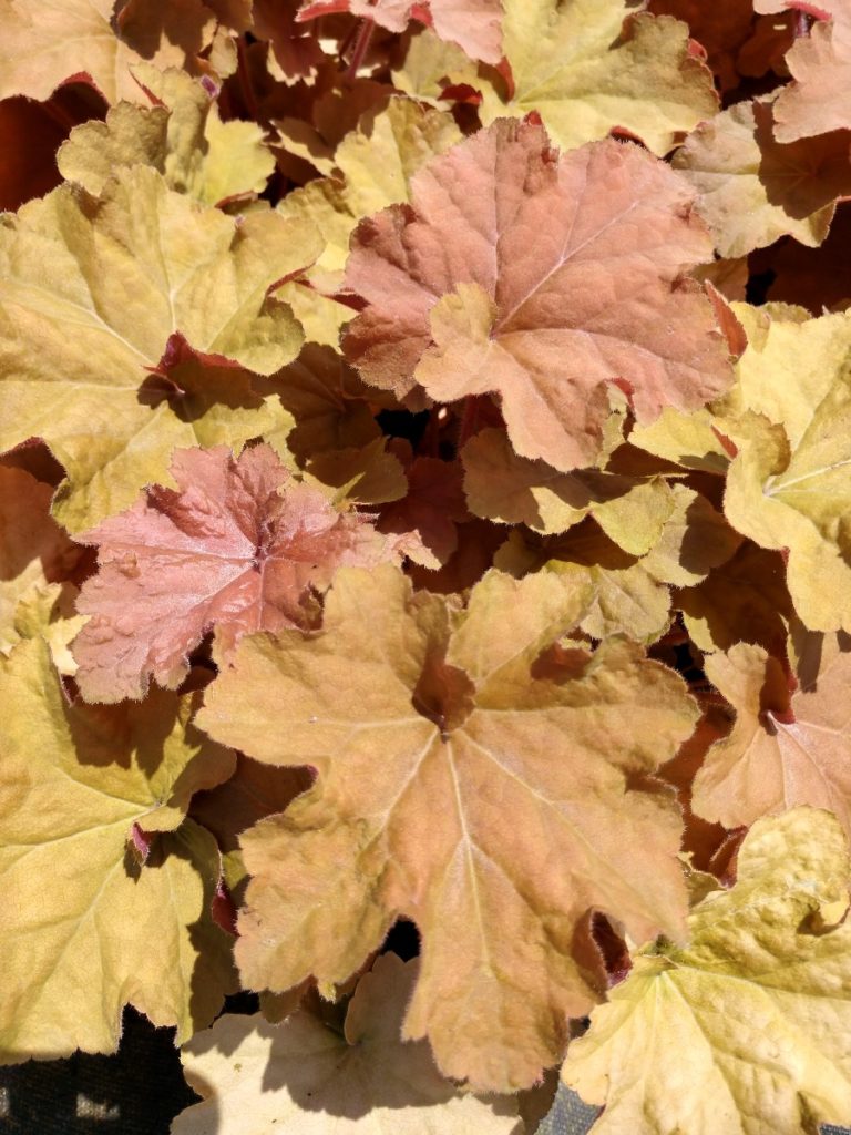 Buy Caramel Coral Bells | Heuchera | Stadler Nurseries