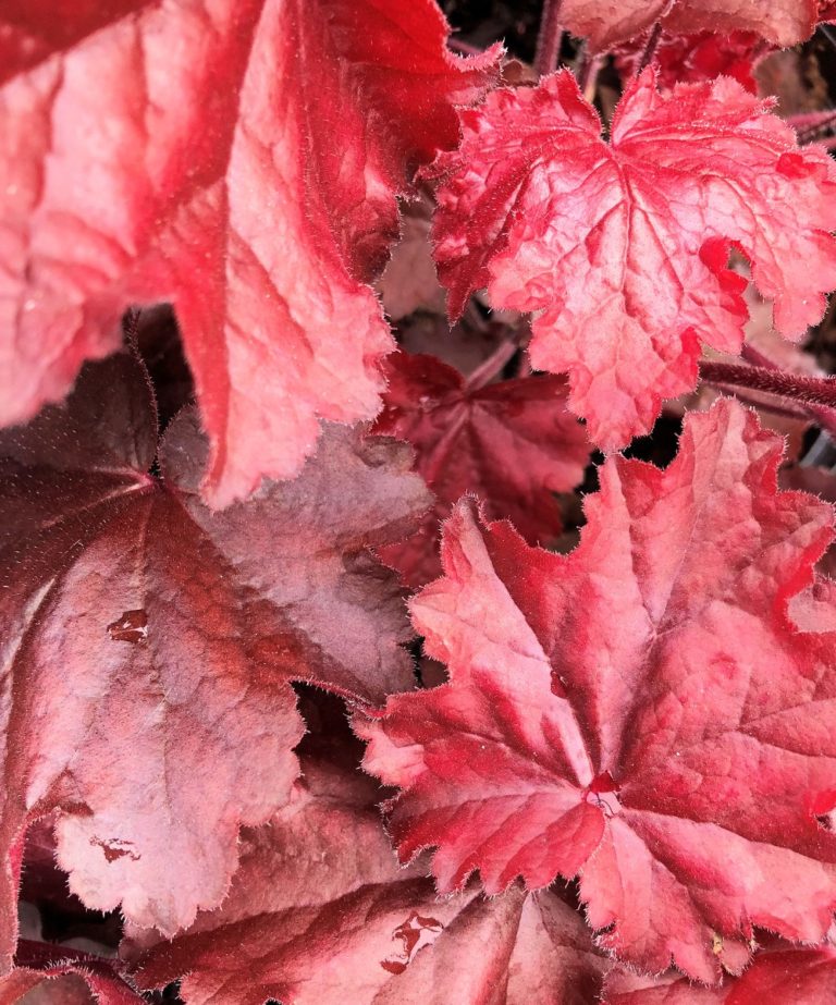 Buy Fire Chief Coral Bells | Heuchera | Stadler Nurseries