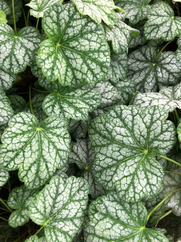 Buy Green Spice Coral Bells | Heuchera | Stadler Nurseries