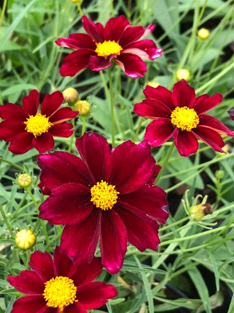 Buy Coreopsis Mercury Rising Plants | Stadler Nurseries