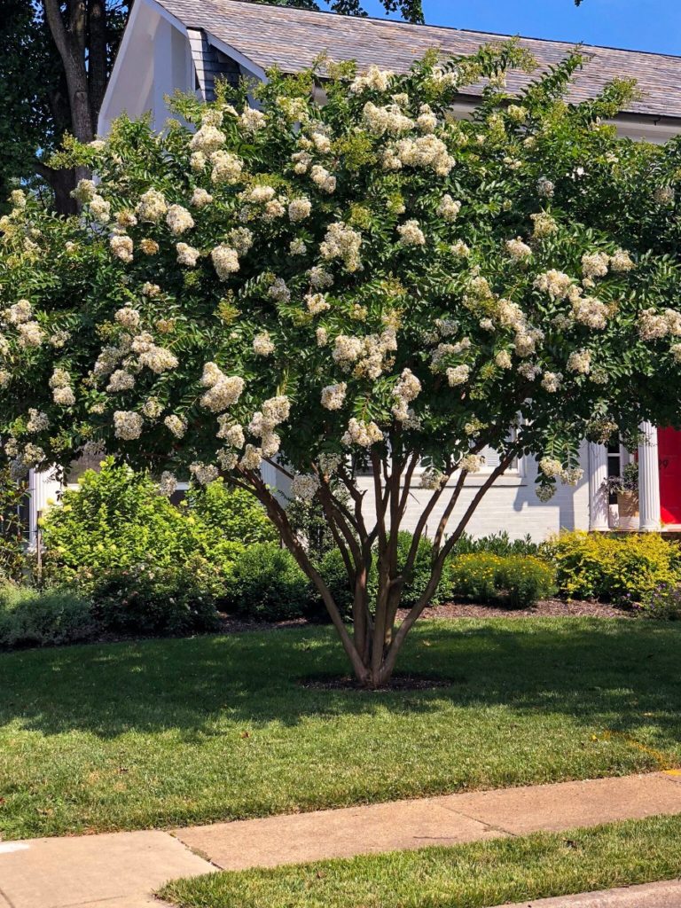 Buy Natchez Crape Myrtle Trees Online | Stadler Nurseries