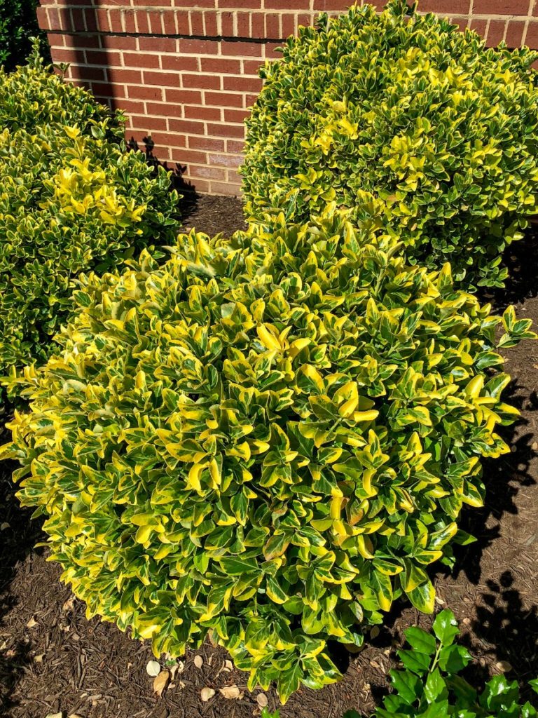 Buy Golden Euonymus Plants Online | Stadler Nurseries