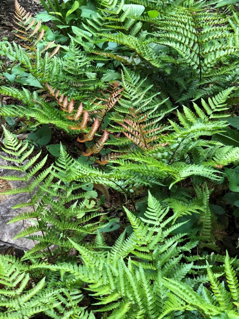 Buy Autumn Brilliance Fern Plants | Stadler Nurseries