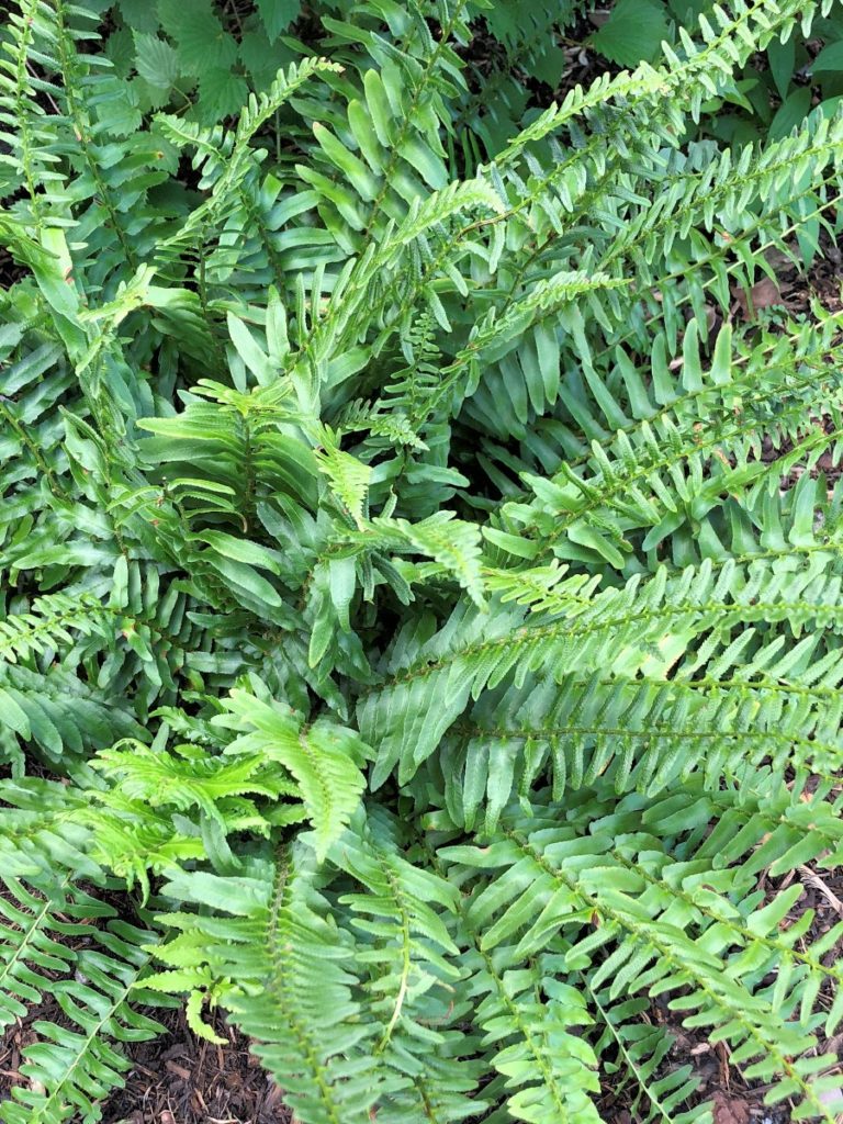 Buy Christmas Fern Plants Online 