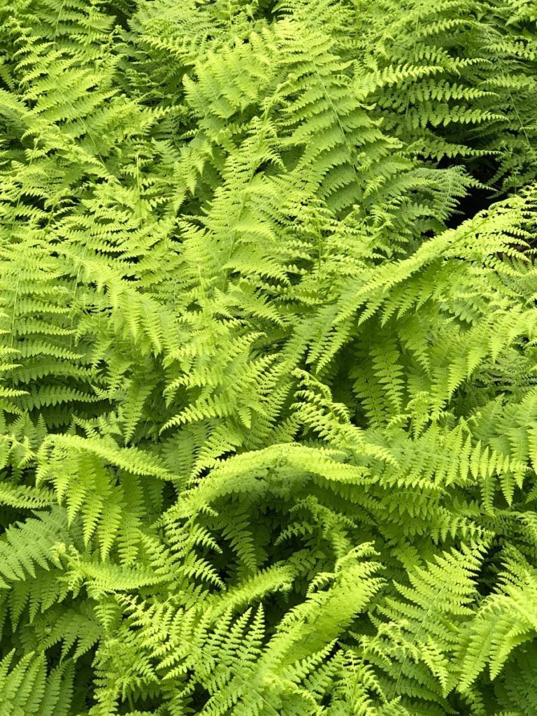 Buy Hay Scented Fern Plants Online | Stadler Nurseries