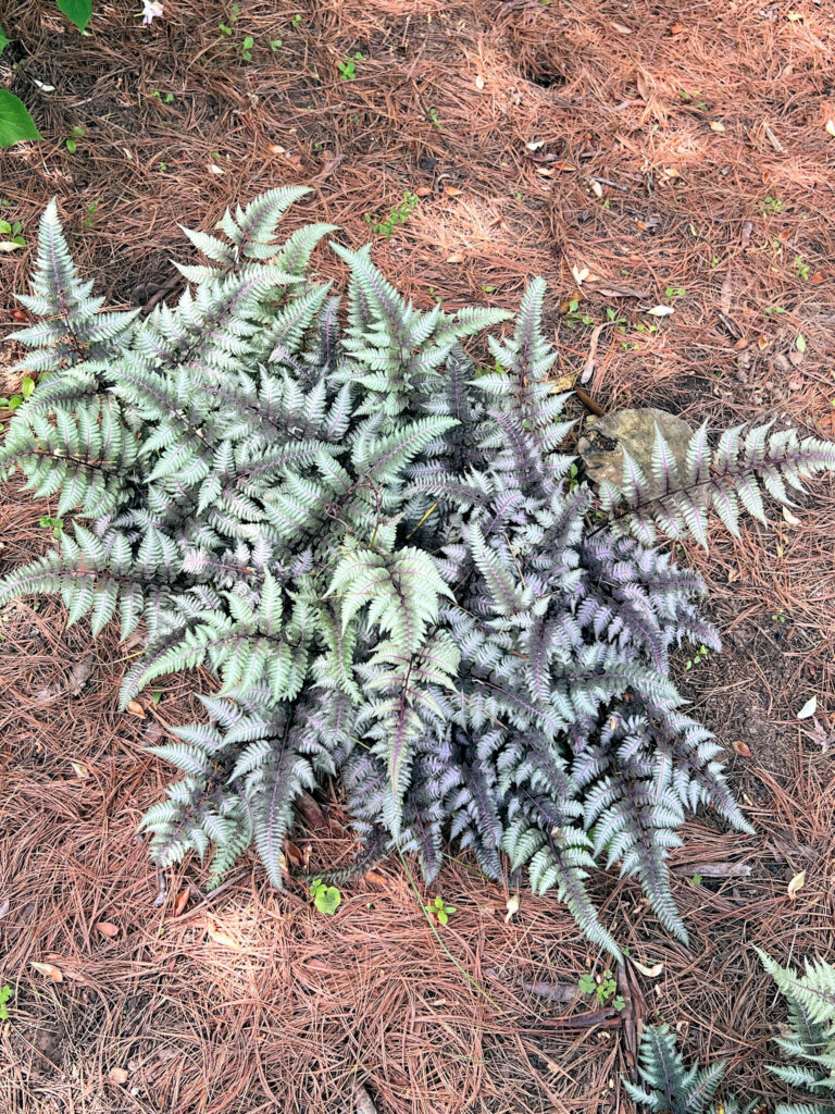 Buy Japanese Painted Fern Plants Online | Stadler Nurseries