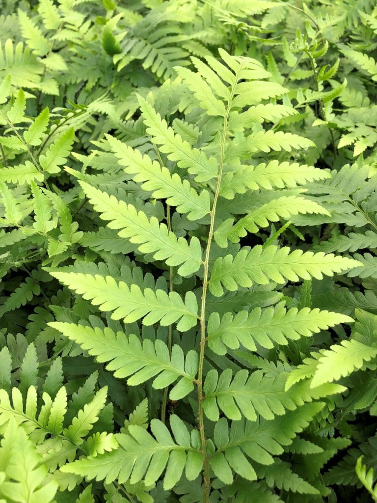 Buy Dixie Wood Fern Plants Online | Stadler Nurseries