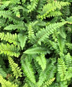 Buy Korean Rock Fern Plants Online | Stadler Nurseries