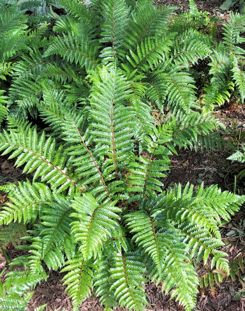 Buy Tassel Fern Plants Online | Stadler Nurseries