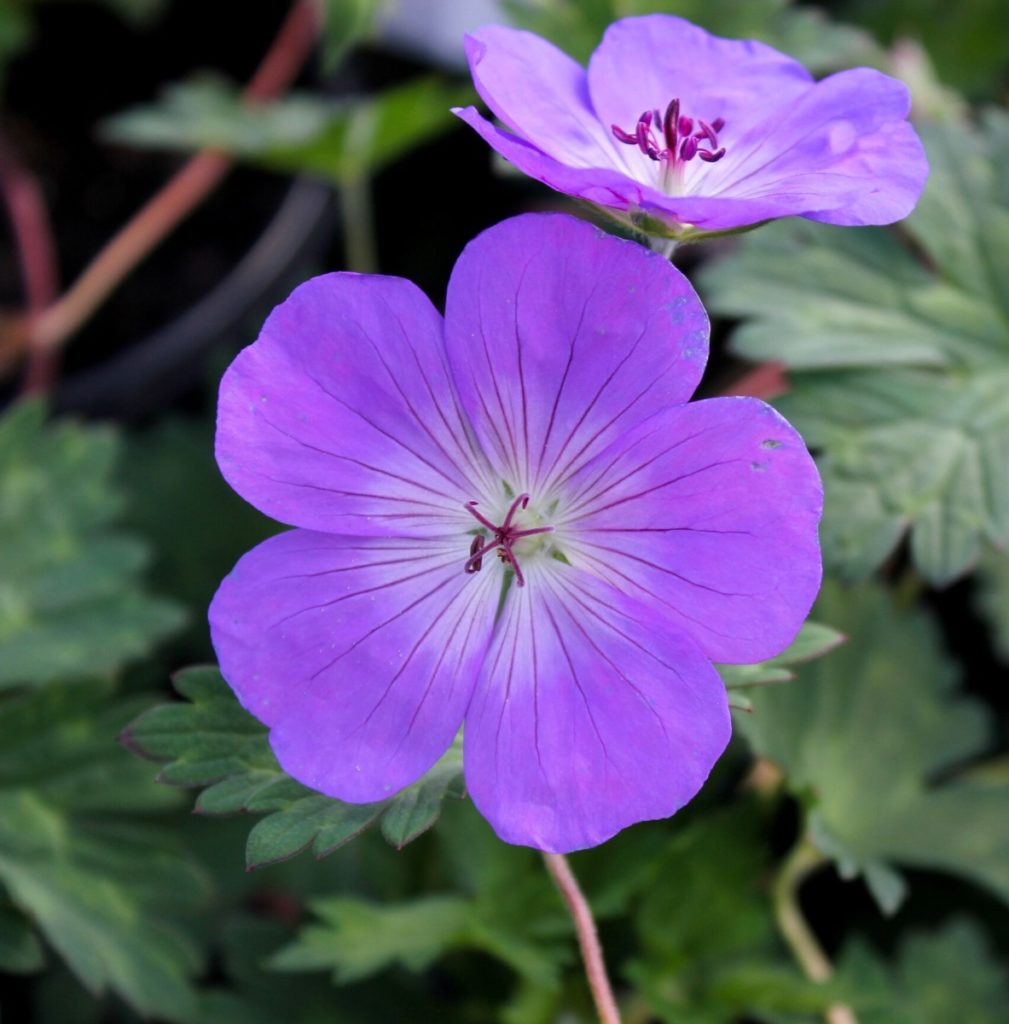 Buy Rozanne Geranium Plants Online | Stadler Nurseries