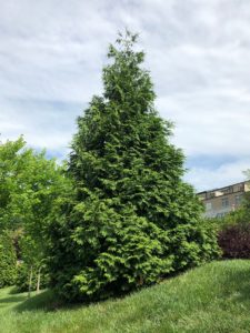 Buy Green Giant Arborvitae Trees Online | Stadler Nurseries