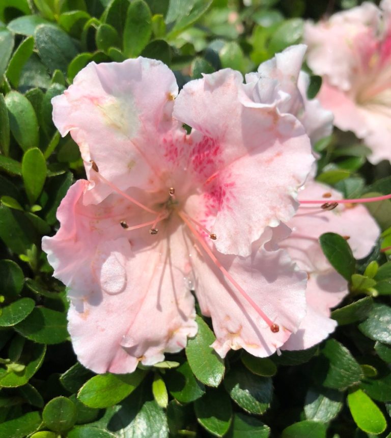 Buy Satsuki Gumpo Pink Azalea Plants | Stadler Nurseries