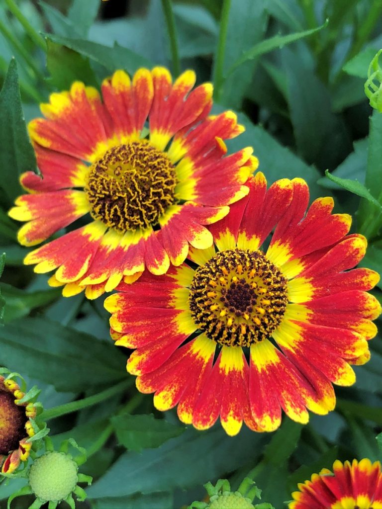 Buy Mariachi™ Fuego Helenium Plants | Stadler Nurseries