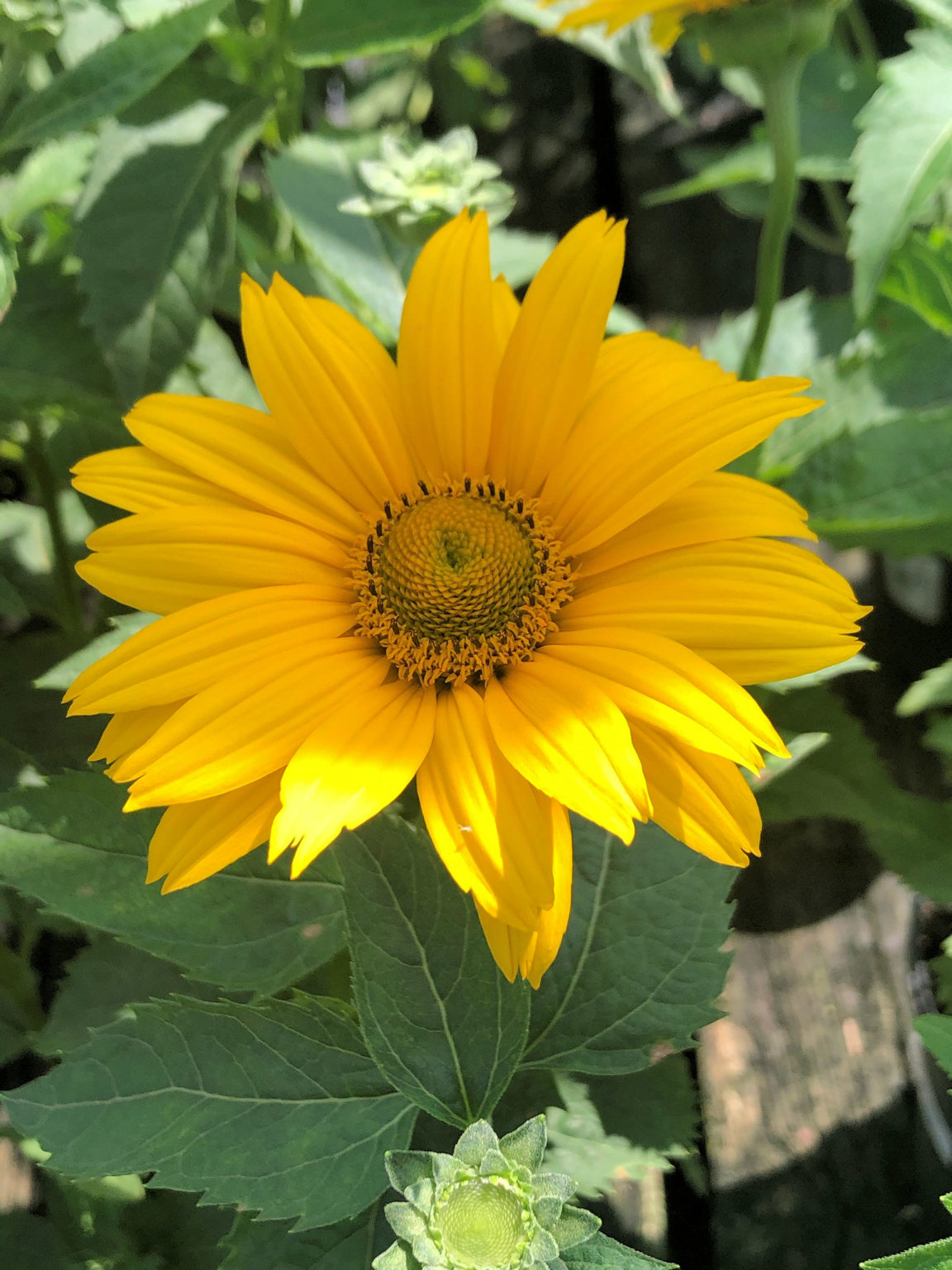 Buy False Sunflower Plants | Heliopsis | Stadler Nurseries