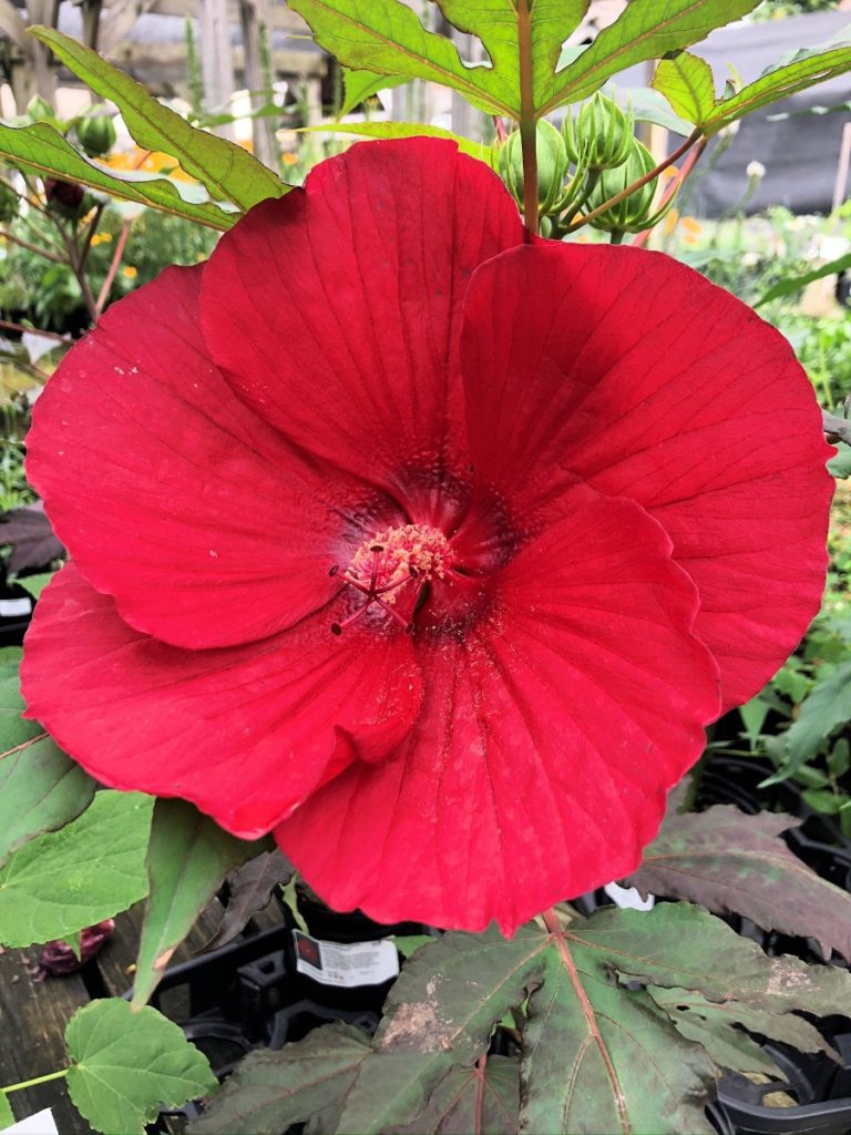 Buy Midnight Marvel Hibiscus Plants Stadler Nurseries