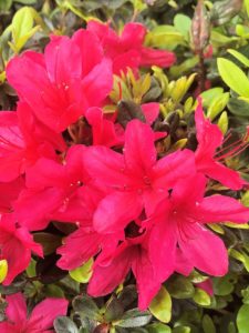 Buy Hinode-Giri Azalea Plants Online | Stadler Nurseries