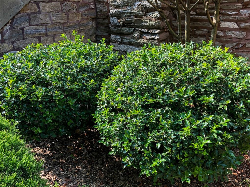 Buy Blue Maid Holly Shrubs Online | Stadler Nurseries