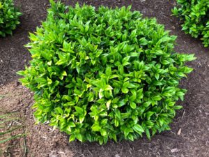 Buy Carissa Holly Shrubs Online | Stadler Nurseries