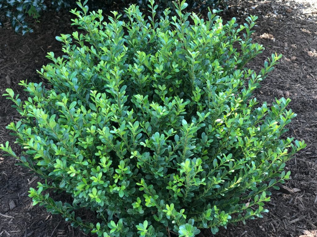 Buy Japanese Holly Plants Online | Stadler Nurseries