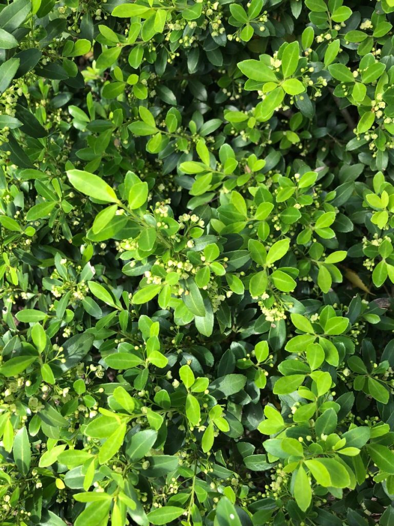 Buy Hoogendorn Holly Plants Online 