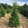 Buy American Holly Trees Online | Stadler Nurseries