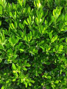 Buy Inkberry Holly Plants Online | Stadler Nurseries