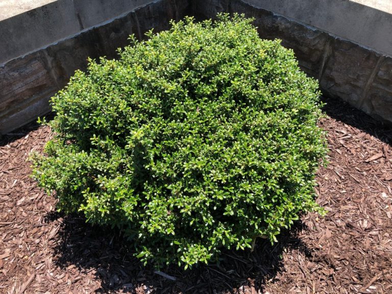 Buy Soft Touch Holly Shrubs Online | Stadler Nurseries