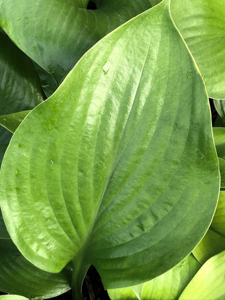 Buy Sum And Substance Hosta Plants Stadler Nurseries