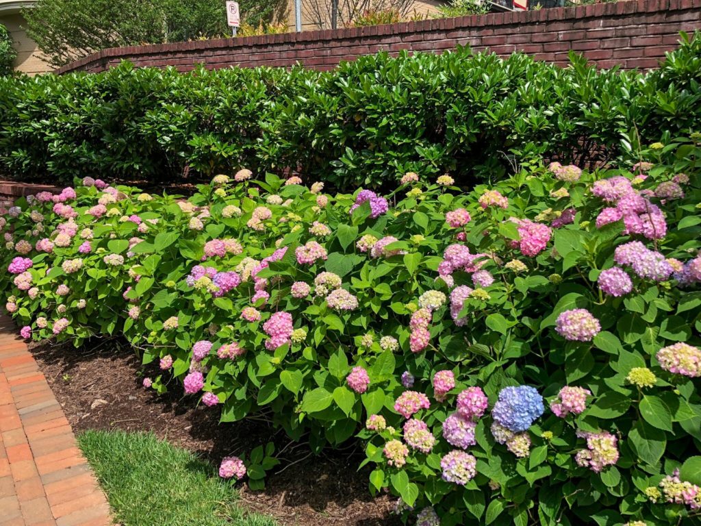 Buy Hydrangea Plants Online | Stadler Nurseries