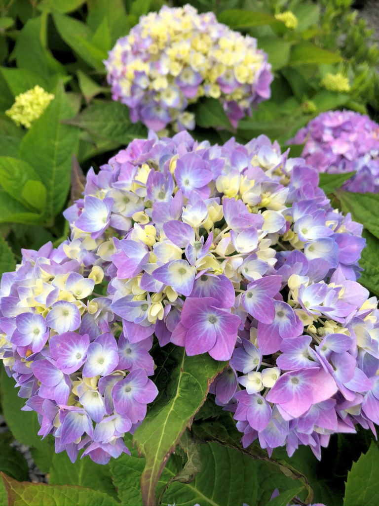 Buy Endless Summer® Hydrangea Plants | Stadler Nurseries