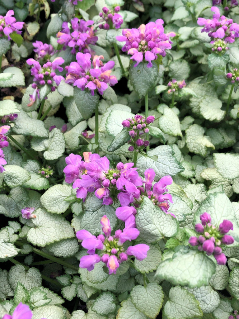 Buy Red Nancy Lamium Plants Online | Stadler Nurseries