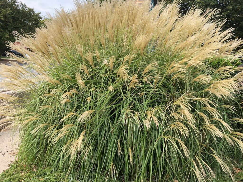 Buy Adagio Maiden Grass Miscanthus Stadler Nurseries 7606