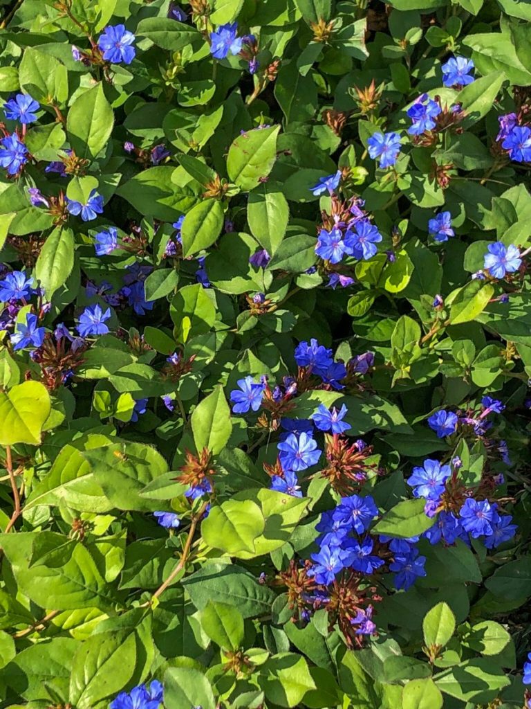 Buy Plumbago Plants Online | Stadler Nurseries