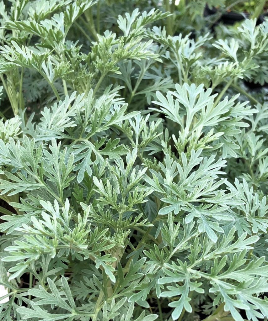 Buy Artemisia Powis Castle Plants Online | Stadler Nurseries