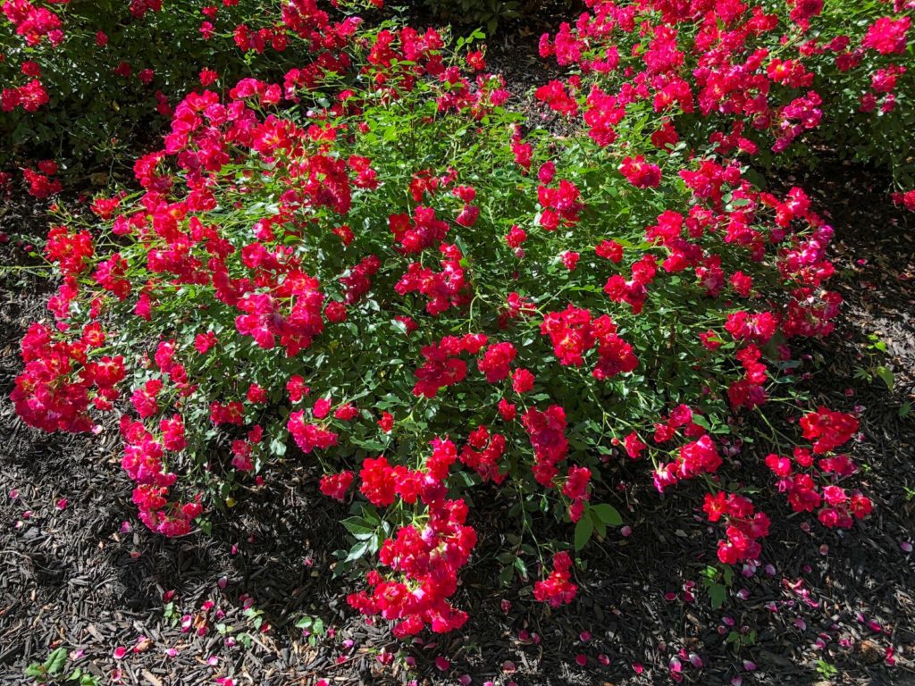 Buy Drift® Red Rose Shrubs Online | Stadler Nurseries