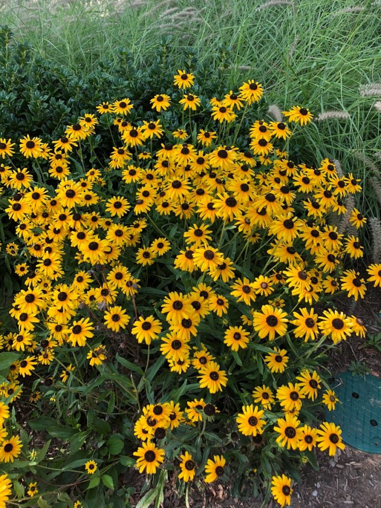 Buy Black Eyed Susan Plants | Rudbeckia | Stadler Nurseries